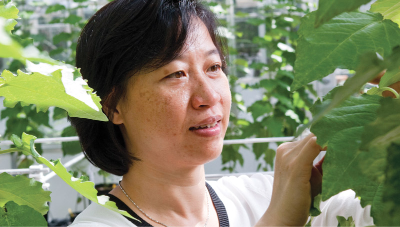 CJ Tsai with poplar tree