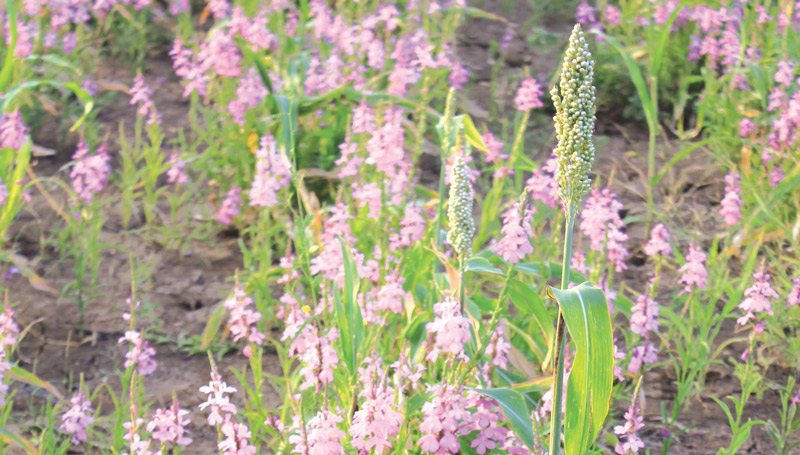 witchweed in sorghum field