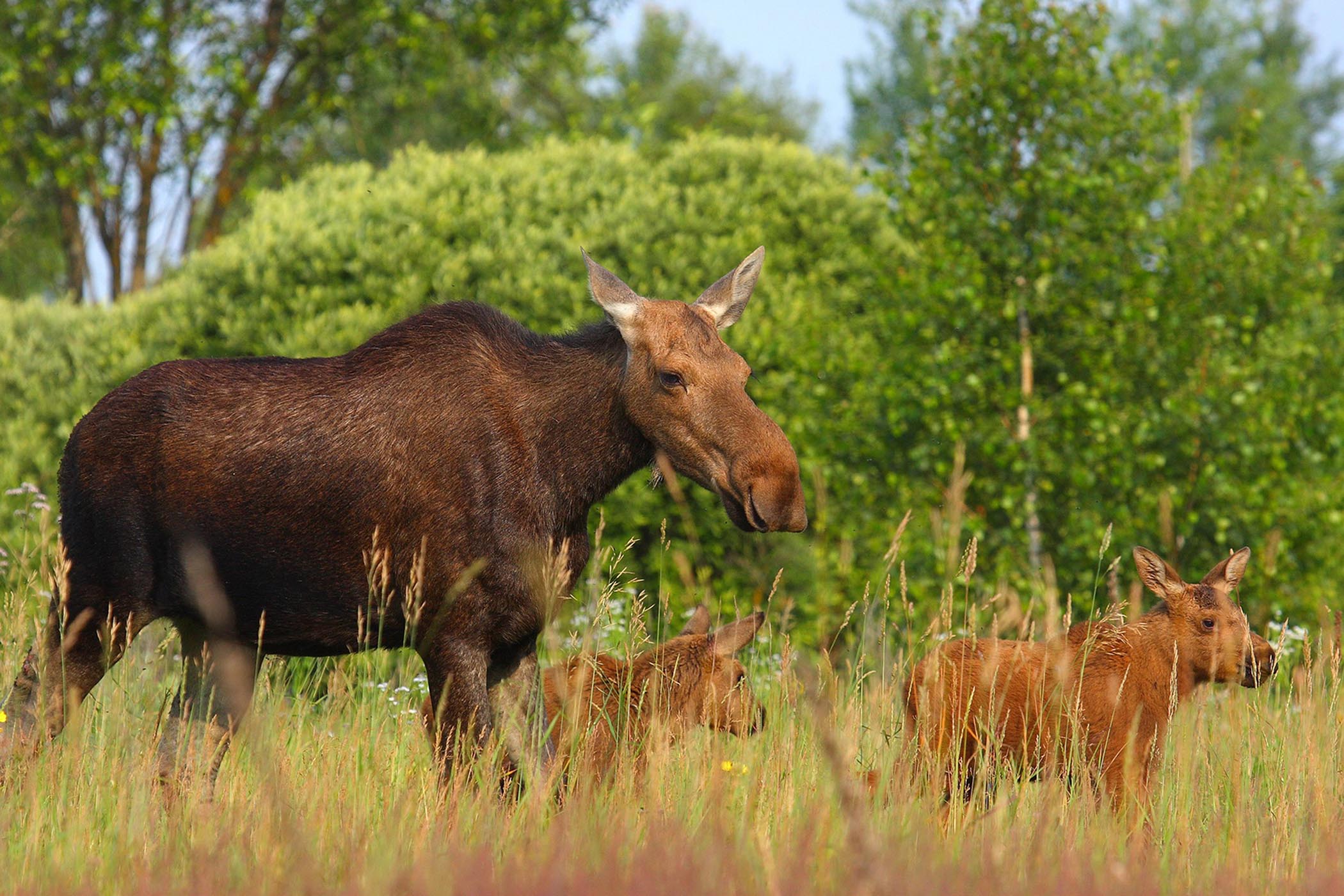 moose with its two calves