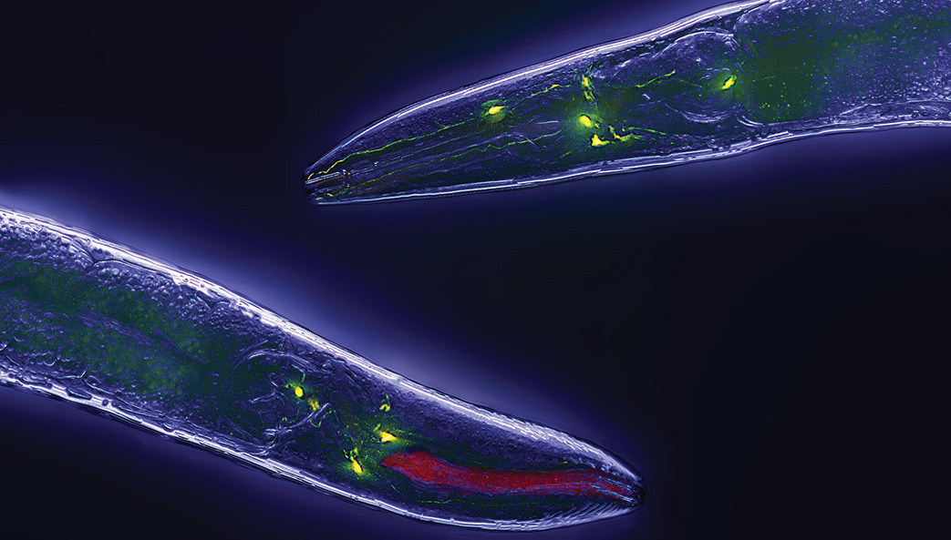 Caenorhabditis elegans