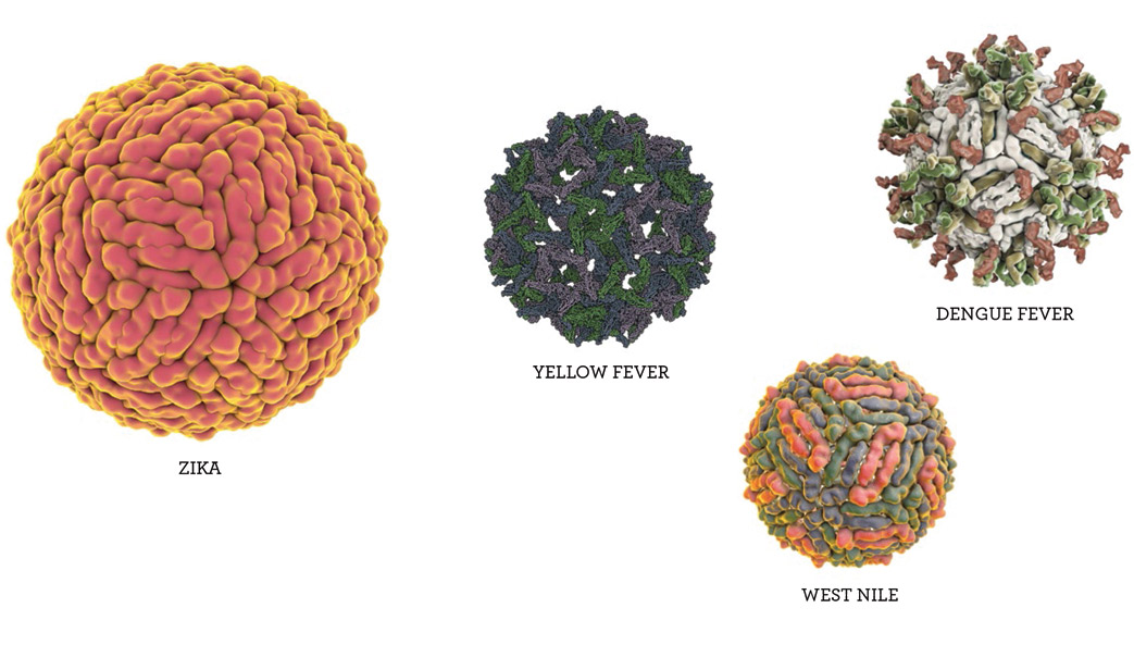 illustrations of Zika, Yellow Fever, Dengue Fever and West Nile virus