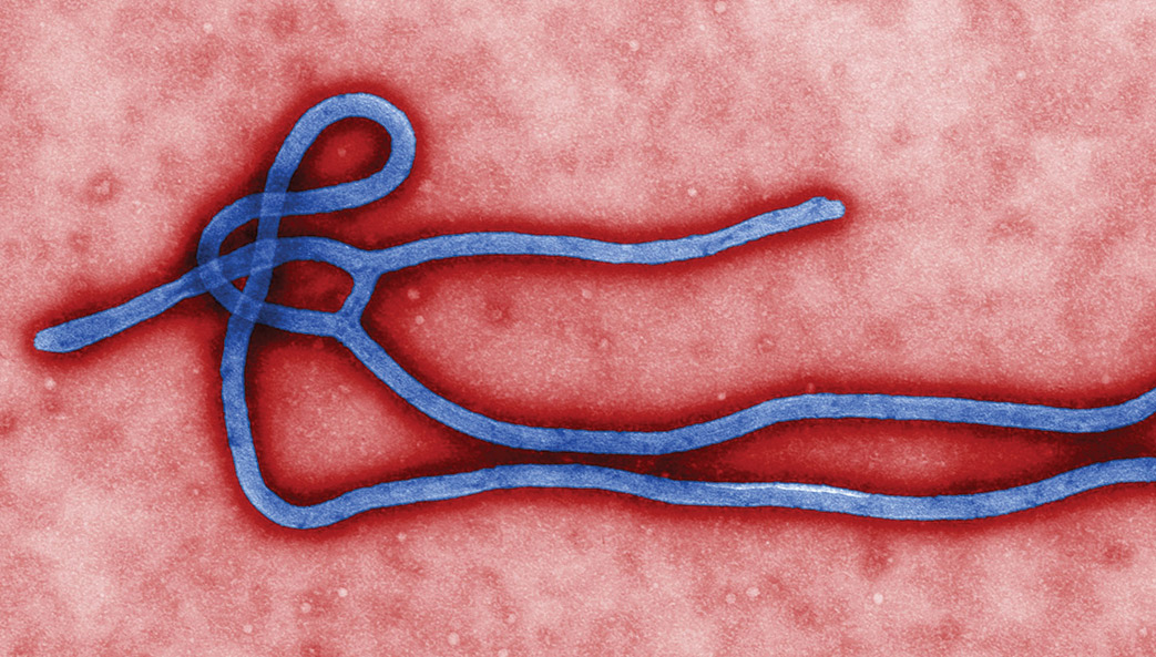 Ebola virus