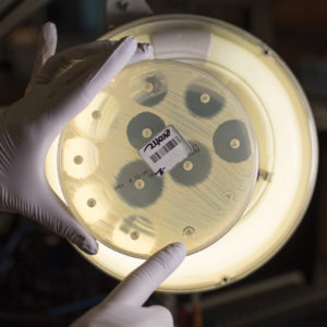antibiotic test plate with Staphylococcus