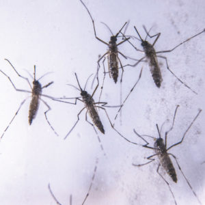 Mosquitoes from University of Georgia research