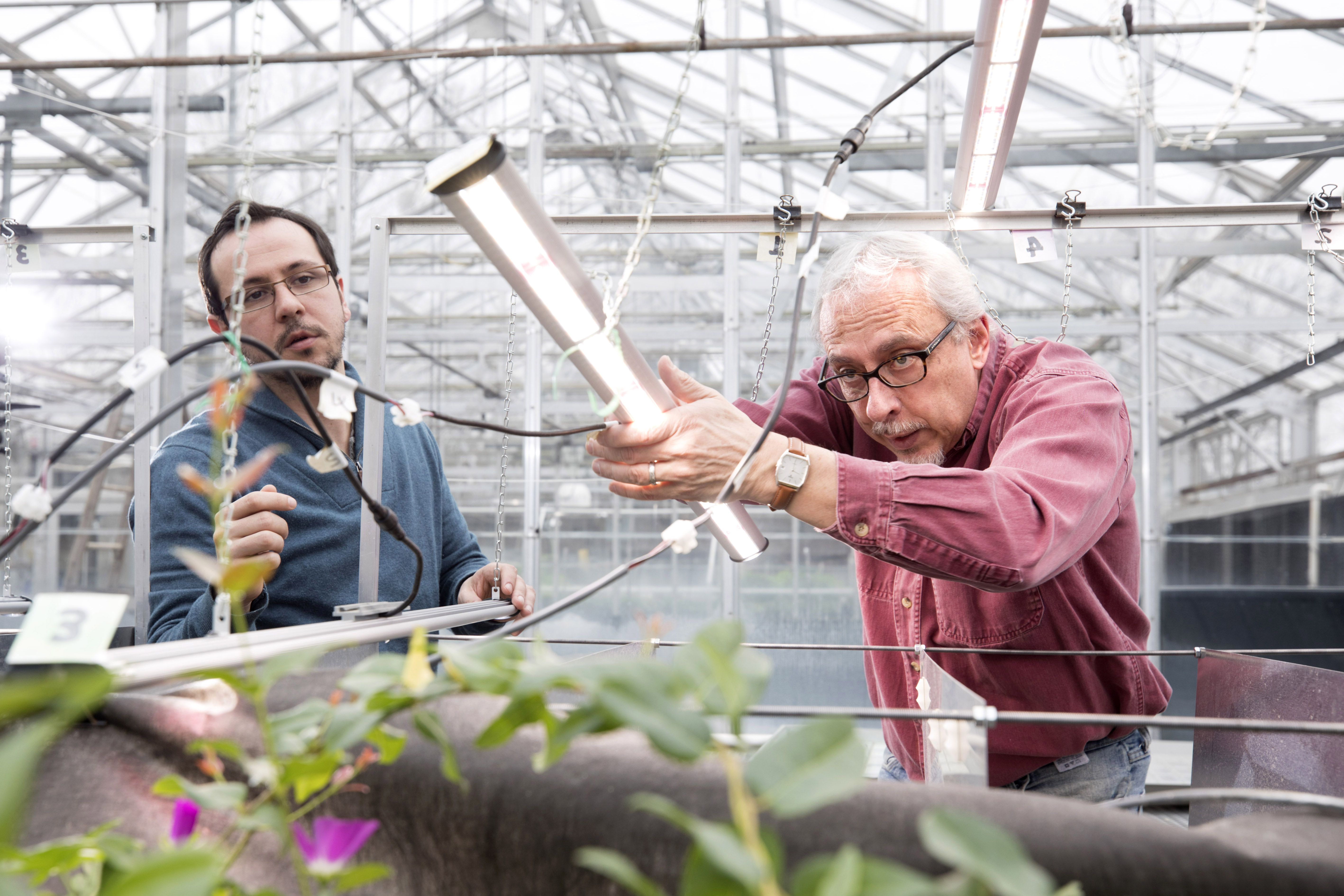 Eric Mattos and Marc van Iersel, co-founders of Candidus adjust a plant growth lamp in one of the UGA greenhouses, where they are testing their lighting technology on various crops.