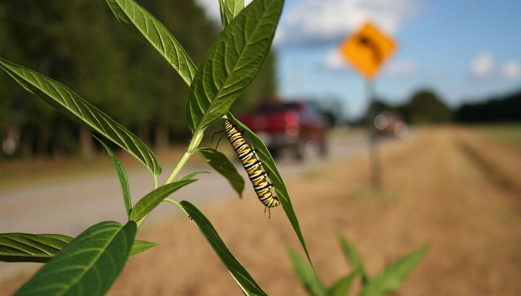 A monarch caterpillar clings to a milkweed stalk next to a rural road