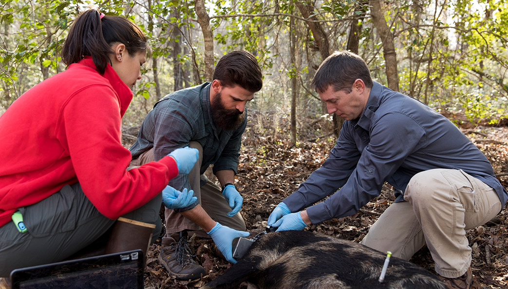 Sarah Chinn, Jacob Ashe and James Beasley place a tracking collar on a wild hog