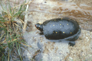 spotted turtle