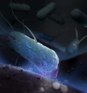 Enterotoxigenic E. coli (ETEC) approach intestinal epithelial cells during human infection