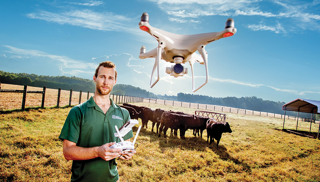 David Balinsky flying drone with cattle in field