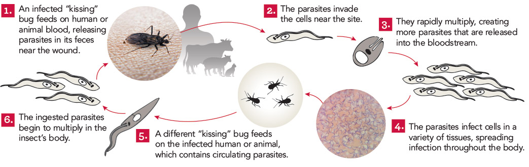 graphic showing life cycle of Trypanosoma cruzi, the cause of Chagas disease