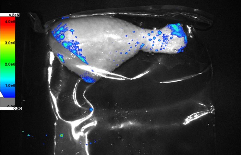 Bioluminescent image of Salmonella on chicken