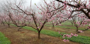 Peach trees