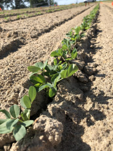 Peanut fields