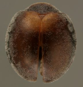 Rodolia iceryae