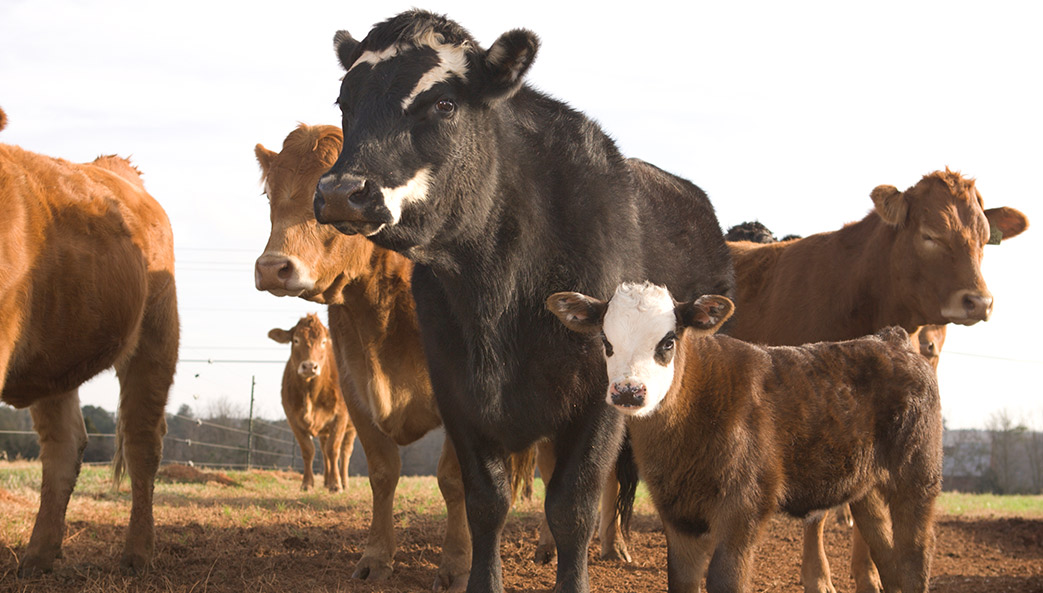 A group of cows and calves, carefully selected through animal breeding, stand together in a pasture on a sunny day.