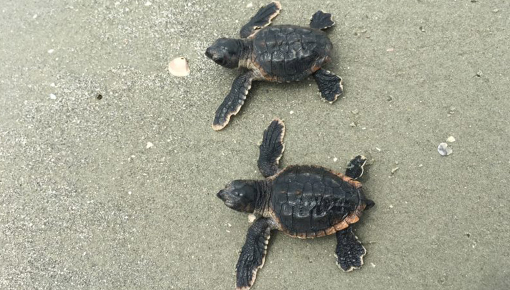 Loggerhead turtles may be headed for record-breaking season