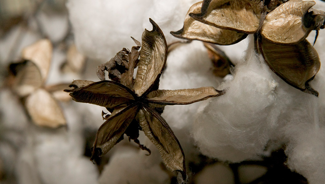 UGA Cotton Team studying potentially damaging disease